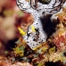 nudibranch_triune_db_v_0705_png2195.jpg